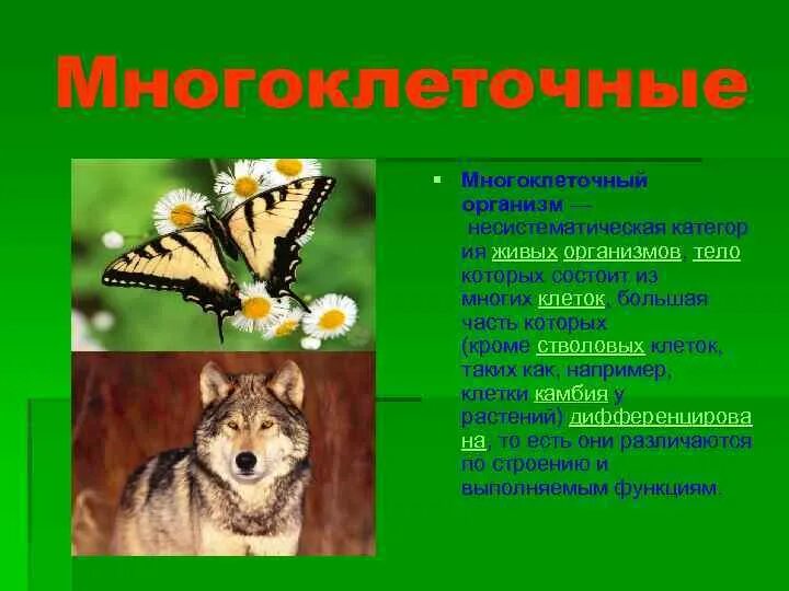 Тест многообразие живых. Питание многоклеточных организмов. Многоклеточные животные питание. Многоклеточные животные Тип питания. Как питаются многоклеточные организмы.