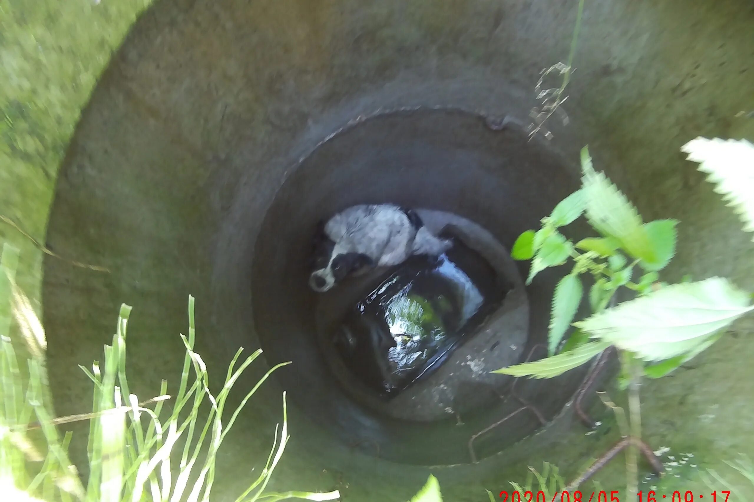 колодец внутри. лягушка в колодце. лягушка в колодце. шахта колодца. лягушка в колодце.