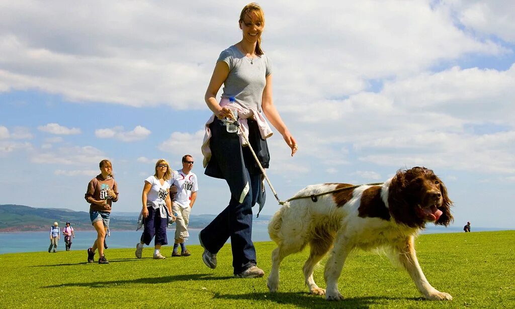 Hi walk. Собака оборачивается. walking the dog. the walk. walking many dogs.