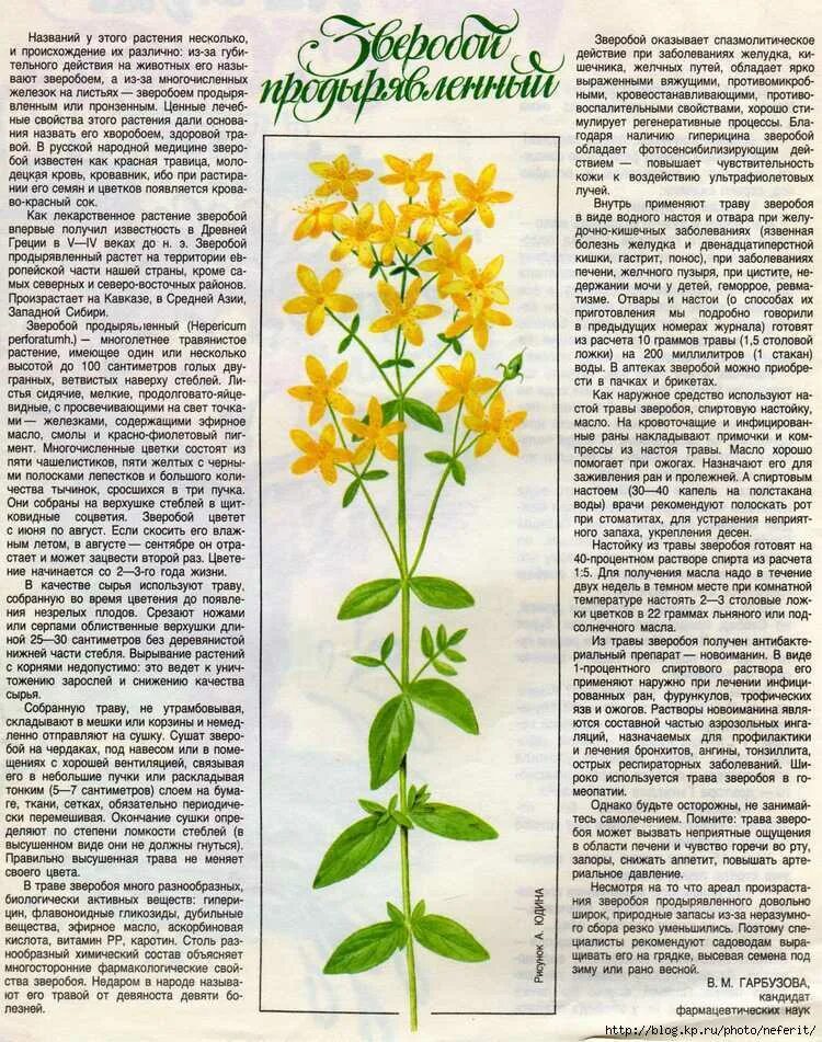 Зверобой для чего. Зверобой лекарственное растение. зверобой лекарственное растение описание. зверобой продырявленный описание растения. зверобой трава лечебные 2 класс.
