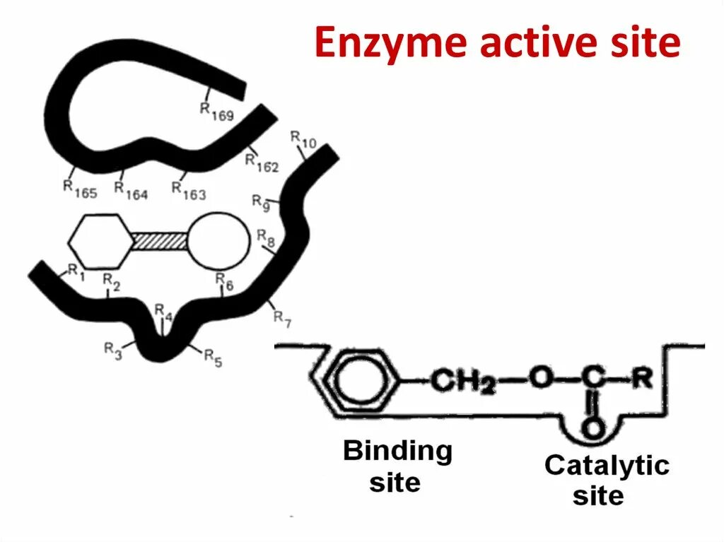 Action site. Энзим Актив. Active sites Chemistry. Bio Enzymes Active Cold инструкция.