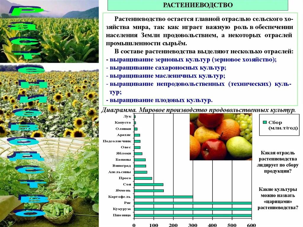 Культуры растениеводства. География сельского хозяйства растениеводство. основные отрасли растениеводства. растениеводство технические культуры. основная отрасль растениеводства.