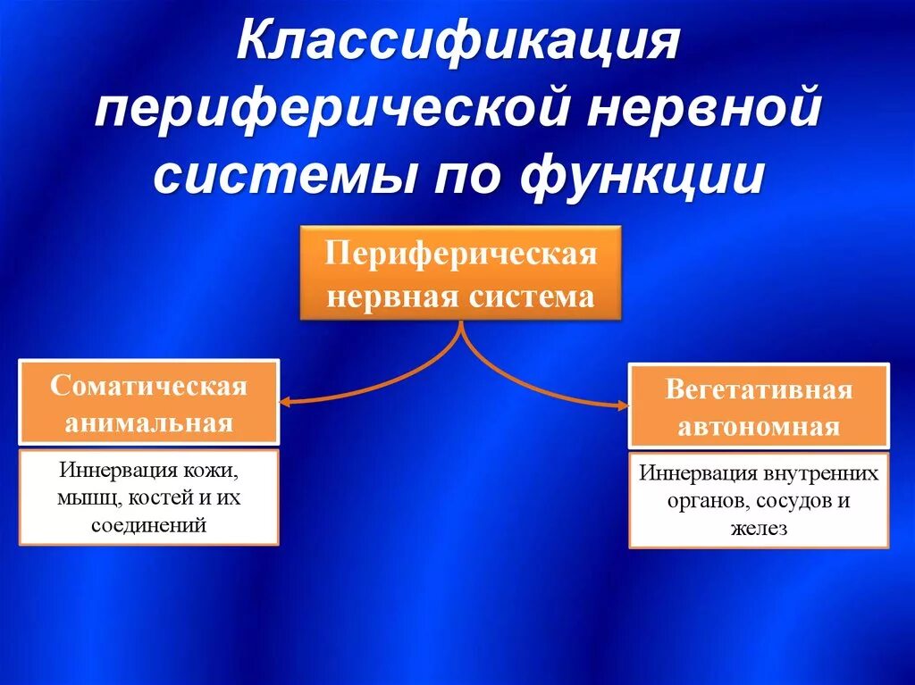 Периферический нерв функции. Классификация строения периферической нервной системы. Периферическая нервная система. Классификация нервной системы по функциям. Классификация периферических нервов.