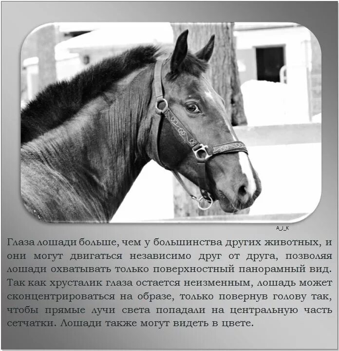 Сообщение о лошади 3 класс. Интересное про лошадей. Факты о лошадях. Интересные статьи про лошадей. Рассказ о лошади.