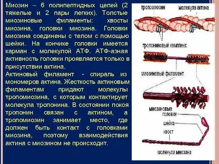 Миозин это