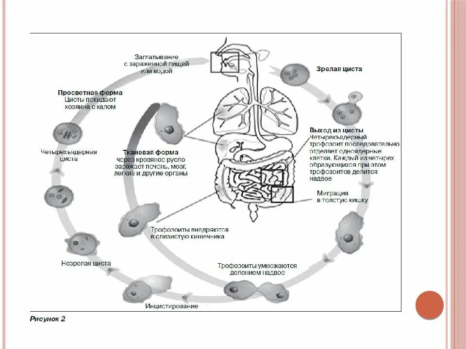 В каком организме происходит развитие дизентерийной амебы. Амебная дизентерия цикл развития. Цикл развития дизентерийной амебы. Жизненный цикл дизентерийной амёбы. (Entamoeba histolytica).. Жизненный цикл дизентерийной амебы схема.