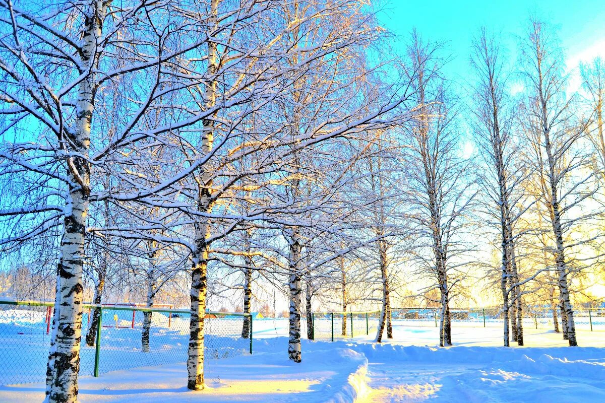 березовская роща. береза зимой. береза в инее. береза зима. зимняя береза.