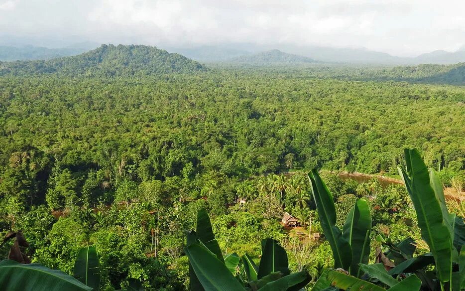 Amazon borneo congo. Южная Гвинея. Папуа новая Гвинея климат. Новая Гвинея леса.