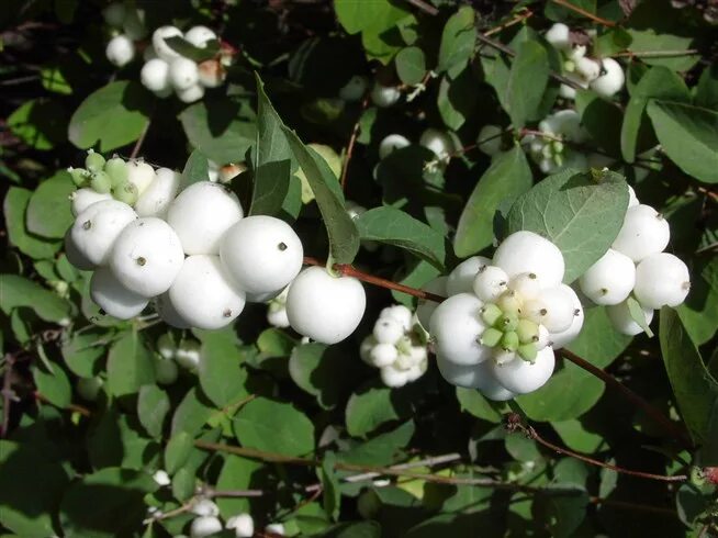 Снежноягодник (Symphoricarpos). Снежноягодник белый Symphoricarpos Albus. Снежноягодник белый (Symphoricarpos Albus) куст. Снежноягодник кистевой Symphoricarpos Albus.