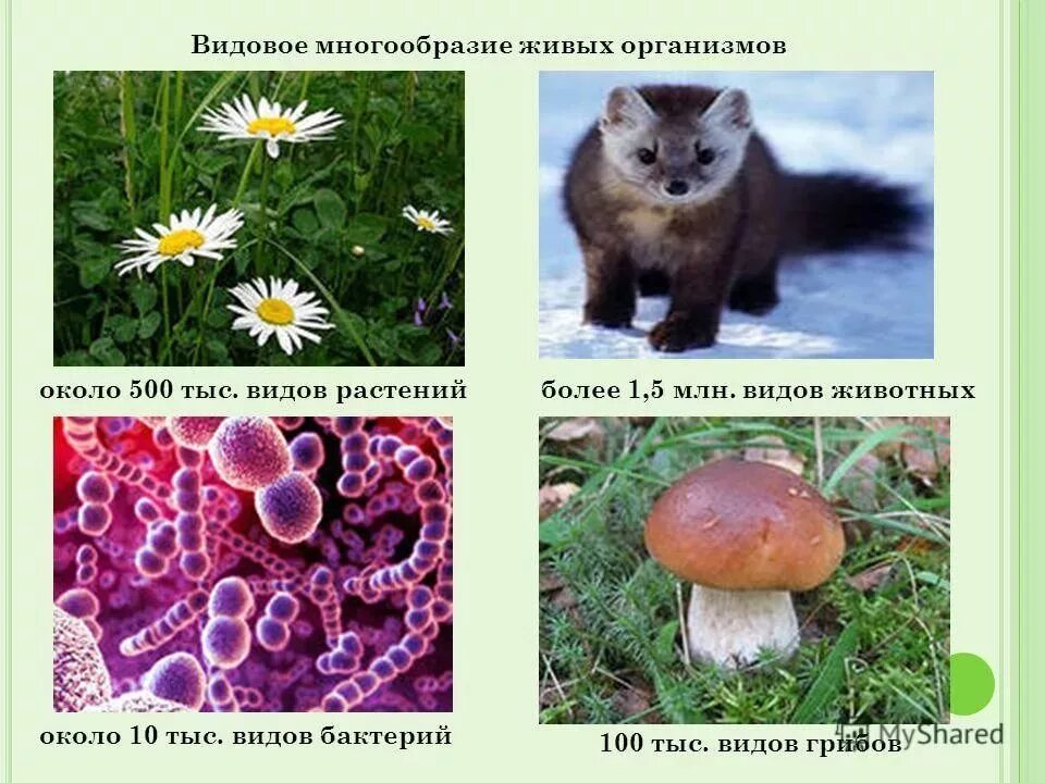 Виды организмов биология 5 класс