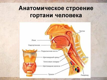 Внутри гортани расположены