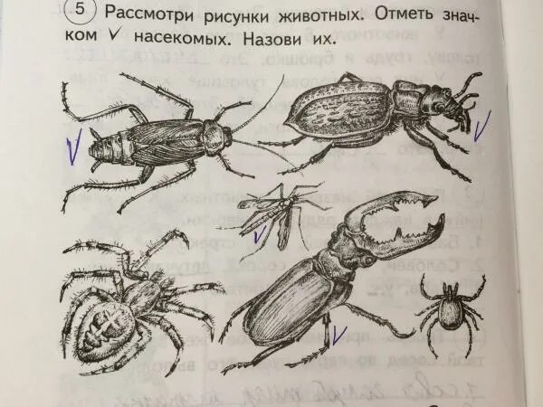 Рассмотри рисунки и определи кто самый легкий. Рассмотри рисунок.. Рассмотри рисунки насекомых раздели их на две группы. Рассмотри рисунки животных . Отметь знаком насекомых. Назови их. Отметь галочкой только насекомых.