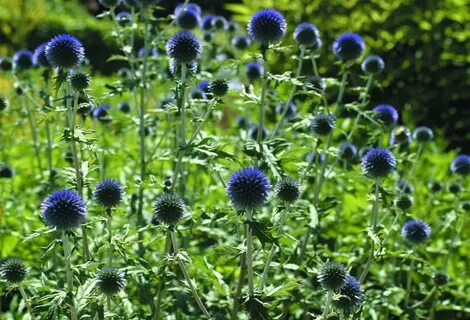 мордовник обыкновенный эхинопс, мордовник обыкновенный (echinops ritro), мордовник обыкновенный veitch's blue, мордовник арктик сноу