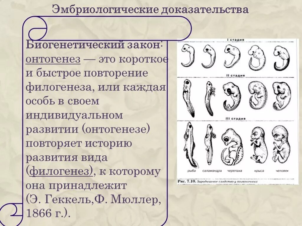 Онтогенез повторяет филогенез на примере позвоночных. Доказательства эволюции эмбриологические доказательства. Эмбриологические доказательства биогенетический закон. Эмбриологические доказательства эволюции Геккель. Эмбриологические доказательства эволюции человека.