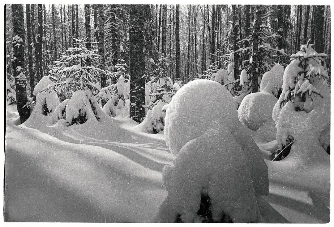 зимняя сказка. хорошо в зимнем лесу все засыпано. чудеса зимней природы. хорошо в зимнем лесу все засыпано. звери в зимнем лесу.