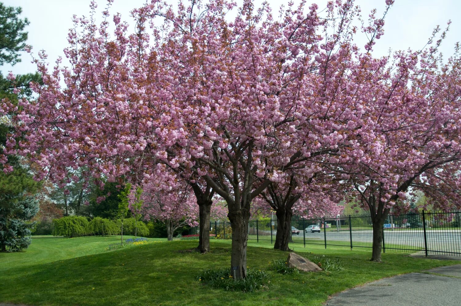 Prunus serrulata (вишня мелкопильчатая). Вишня мелкопильчатая (Сакура) (Prunus serrulata). Вишня мелкопильчатая Канзан. Сакура Канзан.