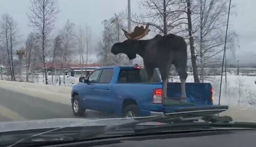 Огромный Лось и машина. Лось в городе.