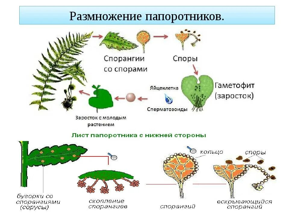 Вегетативное размножение папоротника. Размножение папоротниковидных схема. Папоротник орляк размножается спорами. Размножение папоротникообразных схема. Размножение спорами наличие листьев и стебля