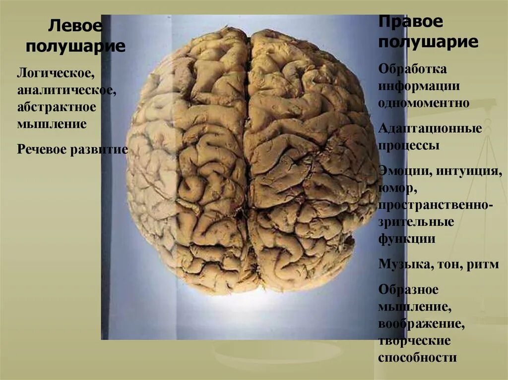 Левое полушарие. Человеческий мозг полушария. Правое и левое полушарие мышление. Левое полушарие мышление.