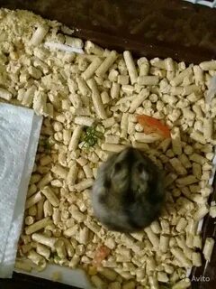 Яблоки хомякам