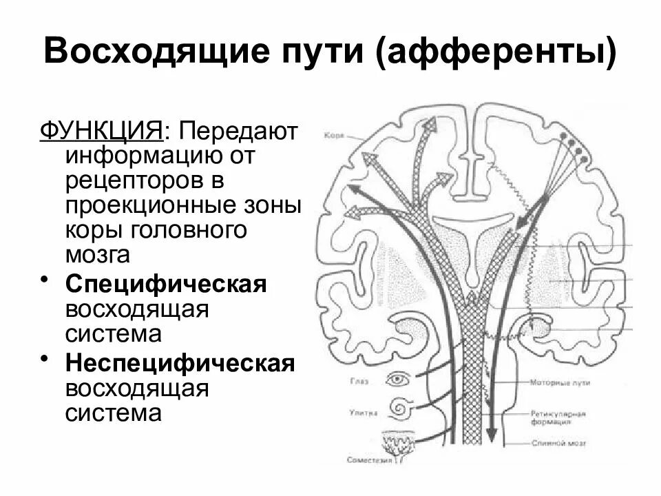 Нисходящий нервный путь. Восходящие и нисходящие пути головного и спинного мозга. Восходящие пути. Восходящие пути головного мозга. Восходящие нервные пути.