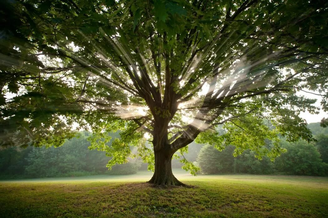 Trees calling