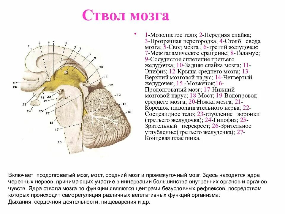 Свод мозолистое тело и прозрачная перегородка. Мозолистое тело и свод мозга. Спайка свода конечного мозга. Ствол мозолистого тела анатомия.