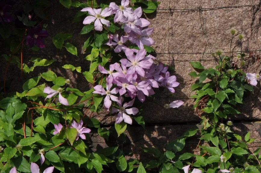 Клематис Раджамаффин. Клематисы Протеус. Клематис Proteus. Clematis Proteus клематис Протеус.