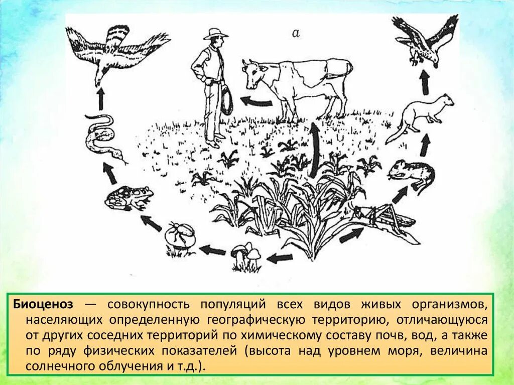 Биоценоз. Биоценоз это совокупность популяций. Популяции живых организмов. Живые организм биоценоза. Совокупность видов растений и животных длительное время