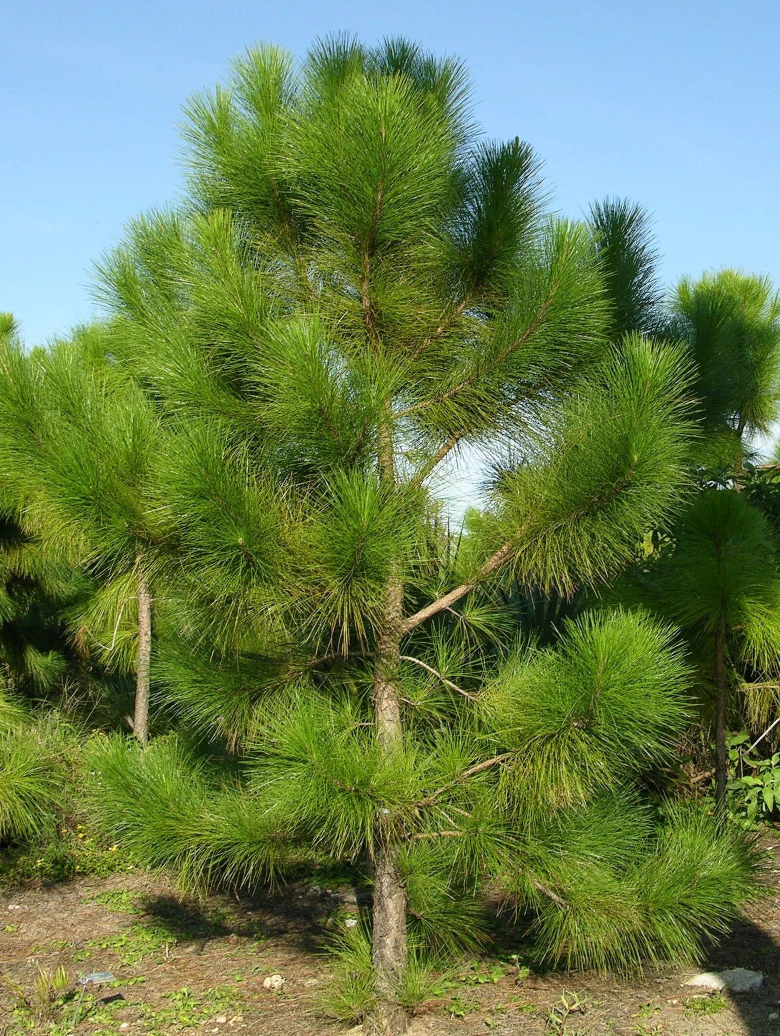 Северные хвойные породы. Пинус Пандероза. Сосна Pinus Ponderosa. Сосна желтая Pinus Ponderosa. Сосна Ма́ссона (Pinus massoniana).