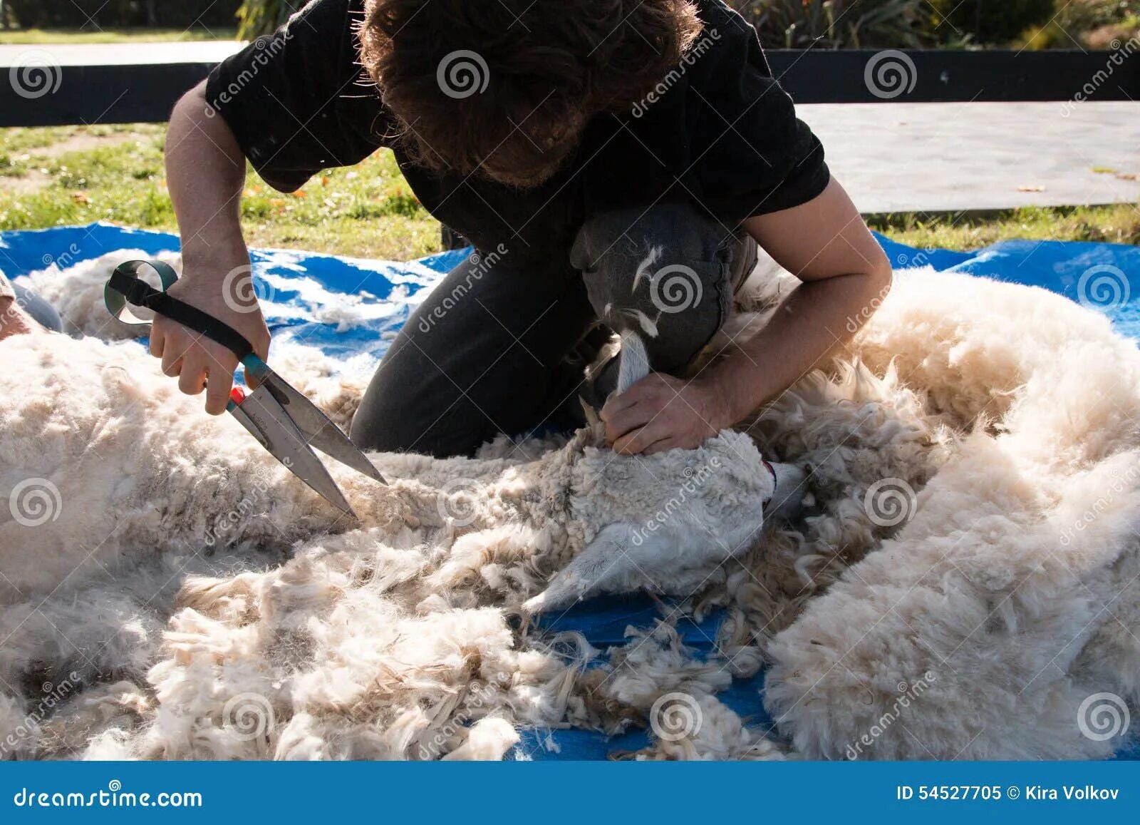 На какой праздник режут барана. Стрижка овцы для добычи шерсти. Машинка для стрижки овец. Шерсть от стрижки овцы до изделия. Ножницы для стрижки овец.