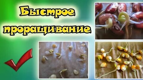 Комфортные условия для прорастания семян перца
