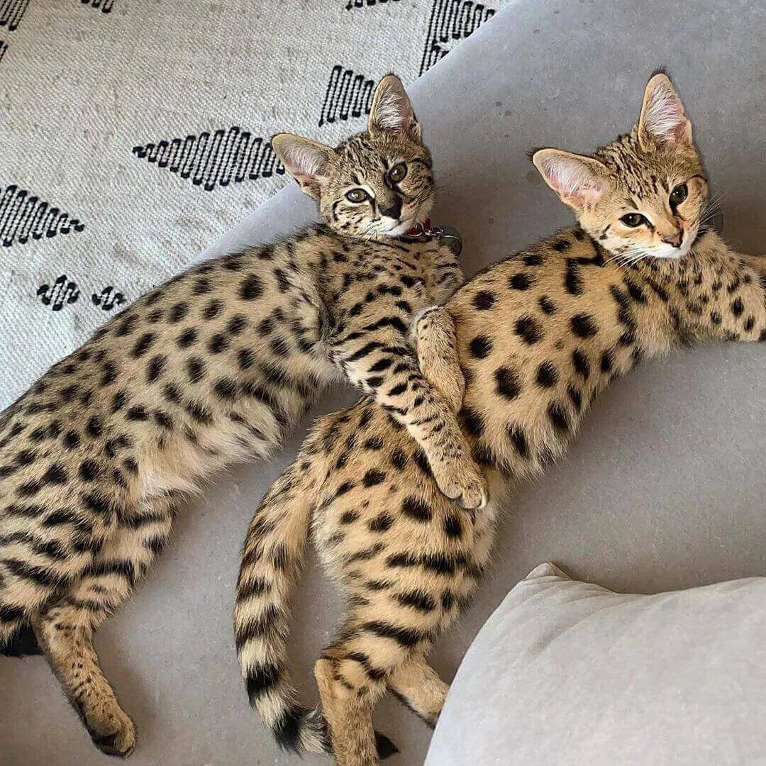 Сколько сейчас стоит кошка. Саванна кошка котенок. Сервал ашера саванна. Сервал ашера саванна. Маленькие британские котята.