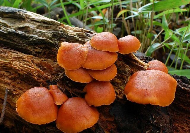 Гимнопил гриб фото и описание Гимнопил проникающий (Gymnopilus penetrans). Фото на сайте "Грибы: информация и