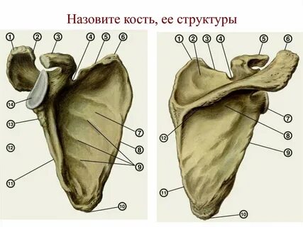 Как называется эта кость