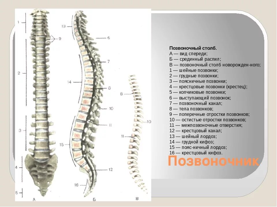 Строение позвоночника по отделам человека с расшифровкой. Позвоночный столб вид спереди. Строение позвоночника вид сбоку.