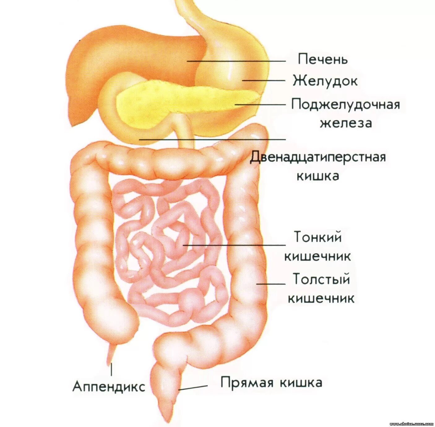 Желудочно-кишечный тракт человека строение. Строение желудочно-кишечного тракта человека схема. Строение желудка и кишечника. Поджелудочная железа и тонкий кишечник.