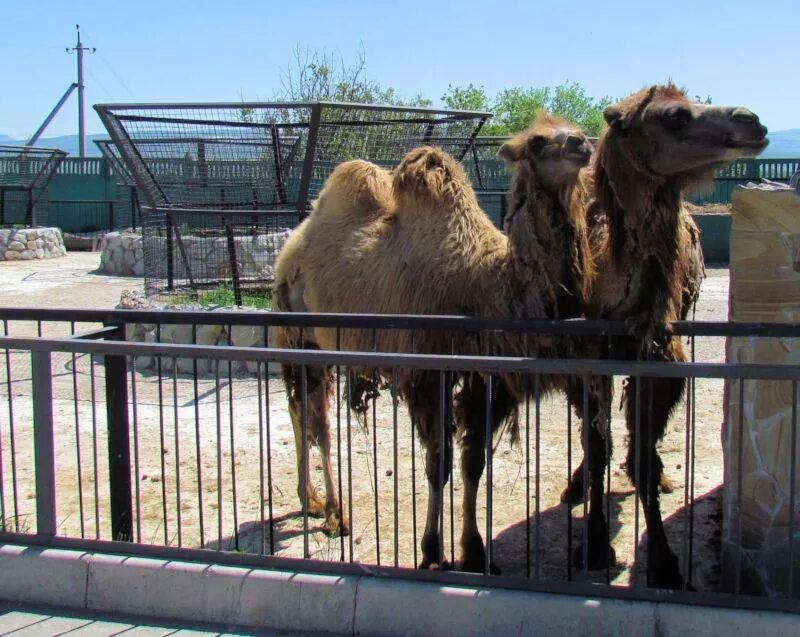 парк львов тайган в алуште. тайган сафари парк олег зубков. тайган сафари парк. тайган сказка. зоопарк тайган в крыму.