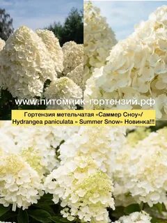 Питомник интернет магазин гортензии