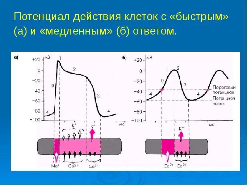 Абсолютная рефрактерность типичного кардиомиоцита