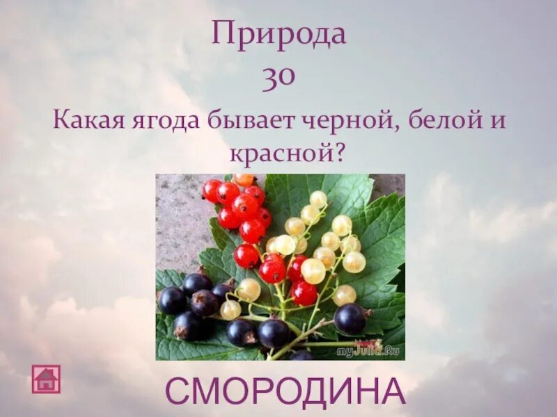 Малина черника смородина. Фрукты и ягоды. Ягода бывает красная и белая. Рябина обыкновенная бурка. Фрукты и ягоды.
