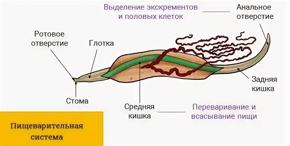 Круглые черви строение 7 класс биология. Схема внутреннего строения круглых червей. Строение пищеварительной системы аскариды. Строение пищеварительной системы аскариды. Пищеварительная система круглых червей схема.