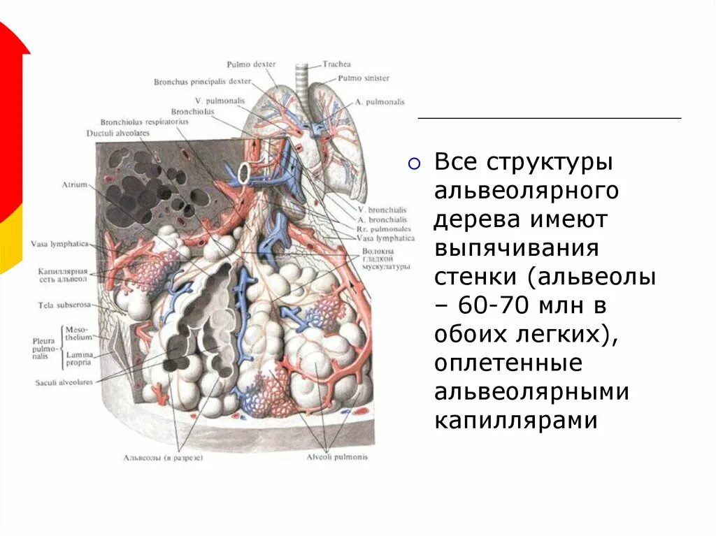 Строение альвеолярного дерева. Стенка альвеолы. Строение стенки альвеолы. Структуры альвеолярного дерева. У кита альвеолярные легкие