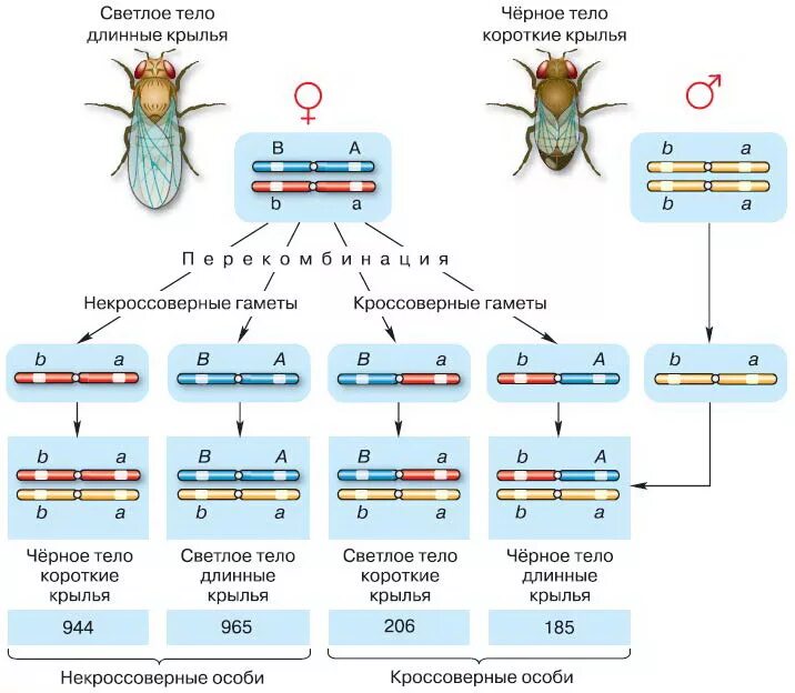 Кроссинговер дрозофилы Морган. Опыты Томаса Моргана кроссинговер. Хромосомная теория наследственности Моргана схема. Скрещивание мухи дрозофилы схема. Теория сцепленного наследования