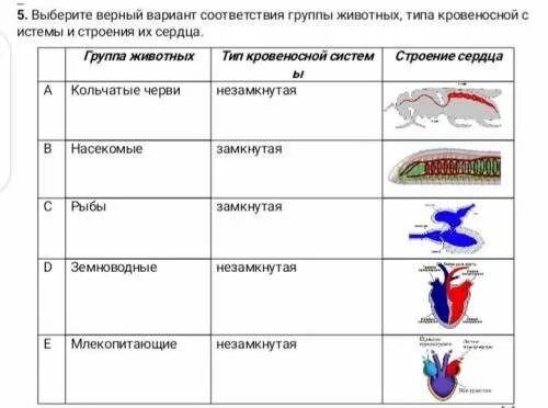 Таблица тип животных наличие кровеносной системы. Типы кровеносных систем у животных таблица. лакунарный тип кровеносной системы. органы кровеносной системы животных таблица. типы кровеносных систем у животных схема 6.