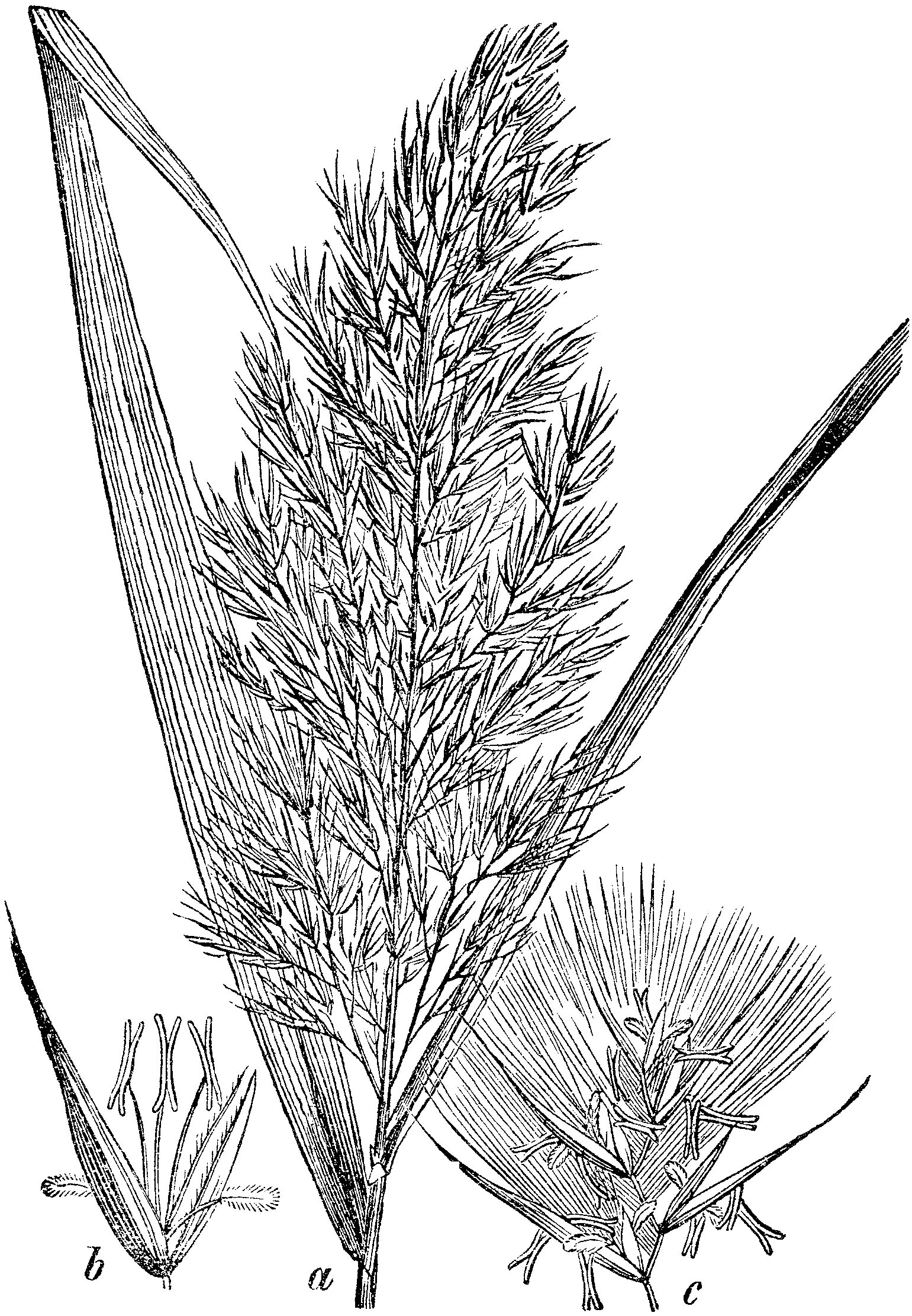 Тростник обыкновенный злаки. Тростник обыкновенный phragmites australis. Тростниковый сахар растение. Saccharum officinarum. Сахарный тростник в бразилии.