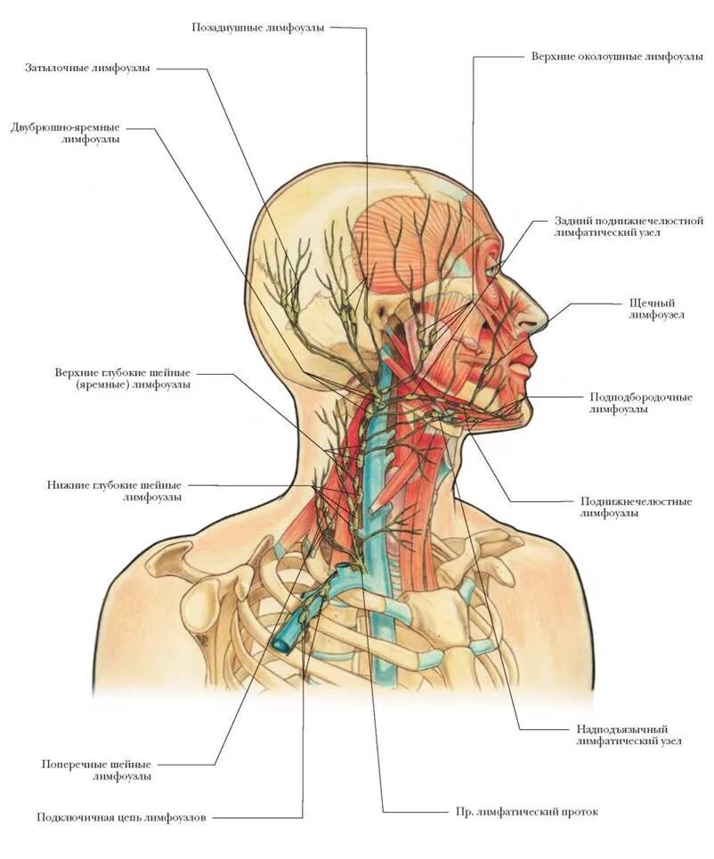 Где у человека лоб. Лимфатическая система лица человека анатомия. Лимфатическая система головы лба и шеи анатомия. Шейная лимфатическая система человека. Лимфатическая система человека анатомия шеи.