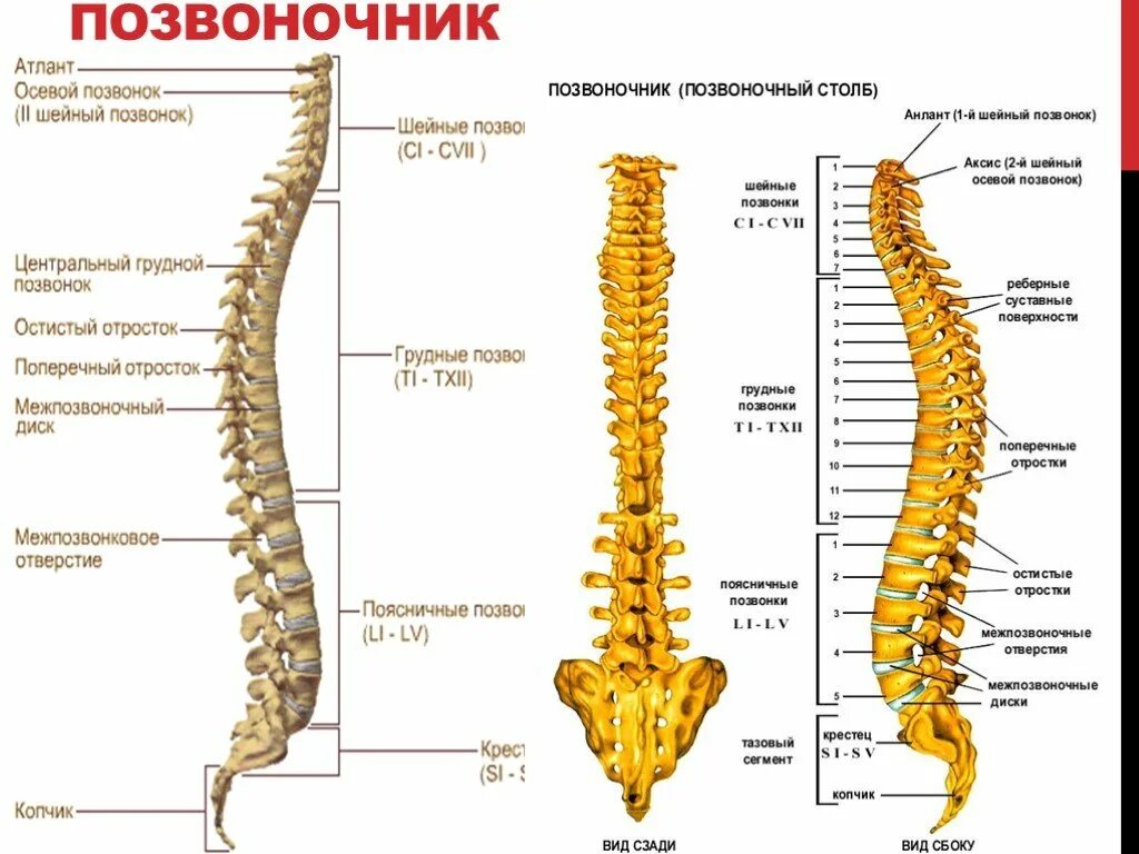 Позвоночник по отделам с номерами