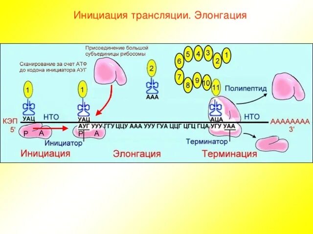 Транскрипция инициация элонгация терминация. Транскрипция инициация элонгация терминация