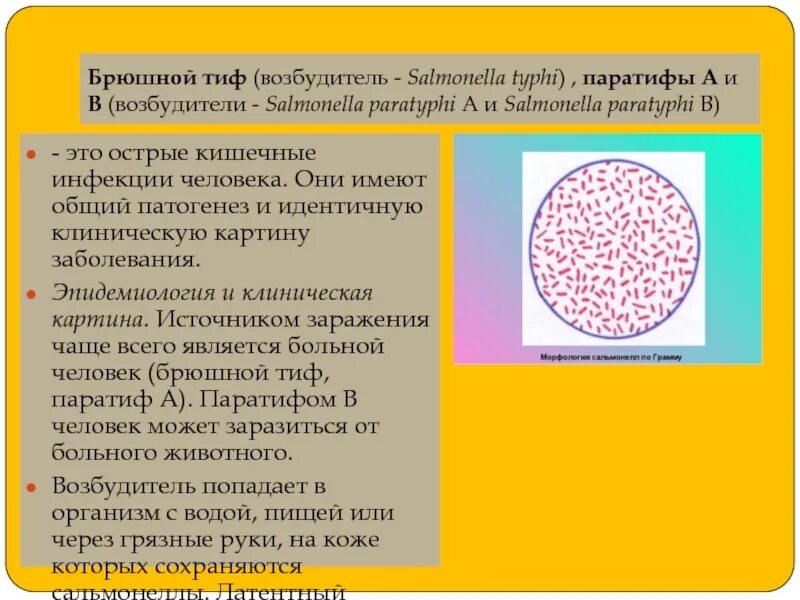 Возбудитель брюшного тифа. Брюшной тиф и паратиф сальмонеллез. Сальмонеллы брюшного тифа и паратифов. Возбудители брюшного тифа и паратифов. Сальмонеллез и брюшной тиф